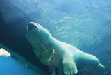 円山動物園