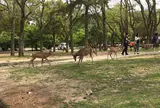 奈良公園