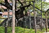 石割桜