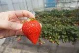 いちごの里