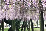 河内藤園