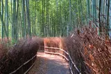 竹林の小径