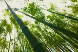 竹林の小径