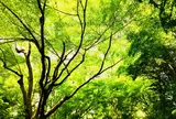 北野天満宮