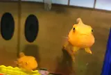 おたる水族館