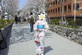 段葛