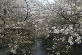 目黒川