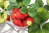 うららか・のうえん実里