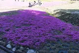 花のじゅうたん