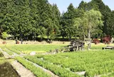 永沢寺花しょうぶ園