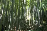 報国寺（竹寺）