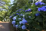 あじさい街道