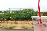 そらの花畑 世羅高原花の森