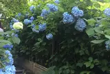 明月院（あじさい寺）