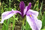 智光山公園花菖蒲