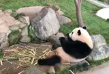 アドベンチャーワールド