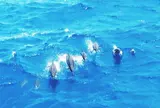 Scuba company marine sports
