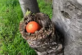 覚王寺の前の木