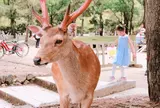 東大寺 南大門