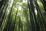 報国寺（竹寺）