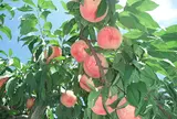 藤原園芸