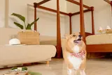 カヌチャベイホテル＆ヴィラズ