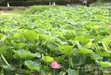 蓮華寺池公園