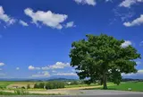 セブンスターの木