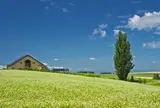 ケンとメリーの木