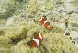 ヤドリ浜自然海水浴場