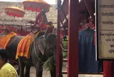 アユタヤ・エレファント・キャンプ
