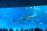 沖縄美ら海水族館