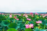 長沼ハス祭り 8/1-8/31まで開催