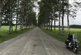 十勝牧場 白樺並木道
