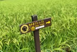 なかまフットパス