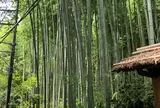 嵯峨野 竹林の道