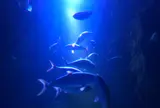 下関市立しものせき水族館・海響館