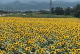 明野のひまわり畑