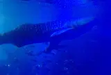 のとじま臨海公園水族館