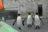 旭川市旭山動物園