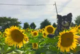 那珂総合公園付近のひまわり畑