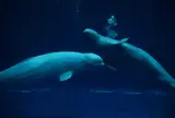 しまね海洋館アクアス