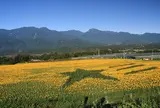 明野のひまわり畑