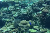 沖縄美ら海水族館