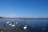 猪苗代湖