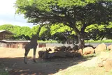 ホノルル動物園