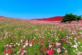 国営ひたち海浜公園