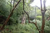 縄文杉