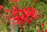 曼珠沙華公園