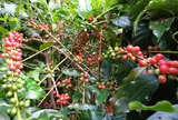 Nose's Farm Garden 野瀬農園